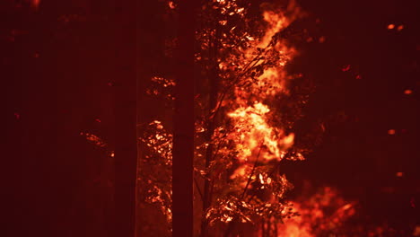 Large-flames-of-forest-fire